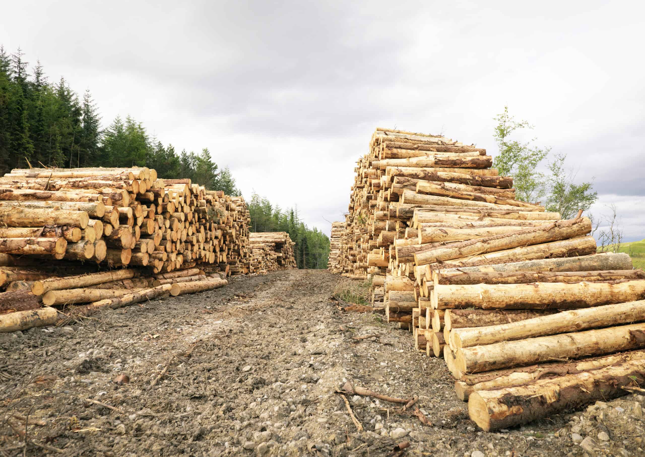 Successful supply chain traceability will be pivotal in navigating EUDR compliance.